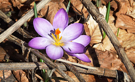Winners of Fourth International Competition of Amateur Photos